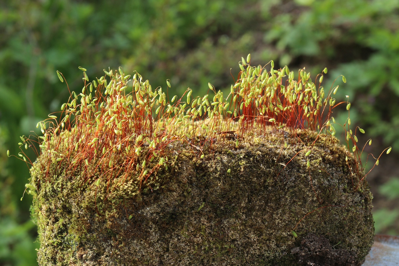Image of Bryum caespiticium specimen.