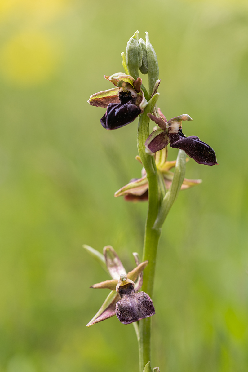 Изображение особи Ophrys mammosa.