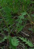 Taraxacum officinale