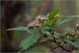 Crataegus submollis. Соплодие с незрелыми плодами. Московская обл., Раменский р-н, окр. дер. Хрипань, садовый участок. 04.06.2026.