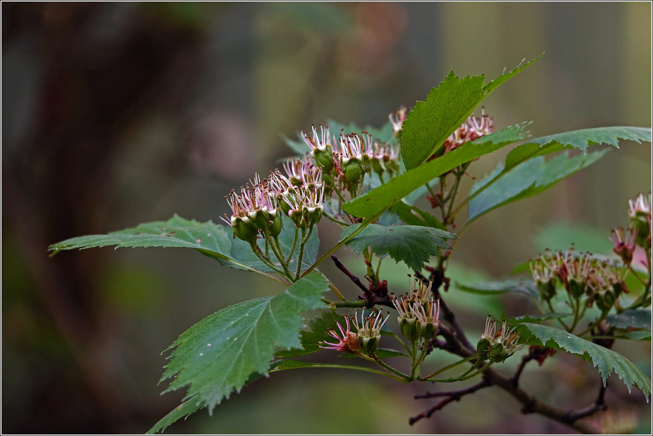 Изображение особи Crataegus submollis.