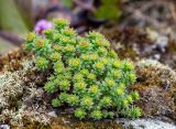Rhodiola rosea. Бутонизирующее растение. Хабаровский край, р-н имени Лазо, массив горы Ко, седловина между горами Столовая и Ко, выс. ≈ 1740 м н.у.м., на камне. 22.06.2026.