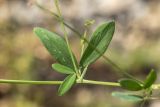Lathyrus tuberosus. Часть побега. Ростовская обл., Неклиновский р-н, окр. хут. Мержаново, песчано-каменистый берег. 31.05.2026.
