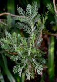 Euryops chrysanthemoides