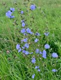 Смотреть изображение Cichorium intybus