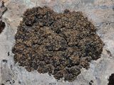 Romjularia lurida. Таллом на скале. Крым, Севастополь, Байдарская дол., шибляк вдоль р. Узунджа. 19.08.2026.