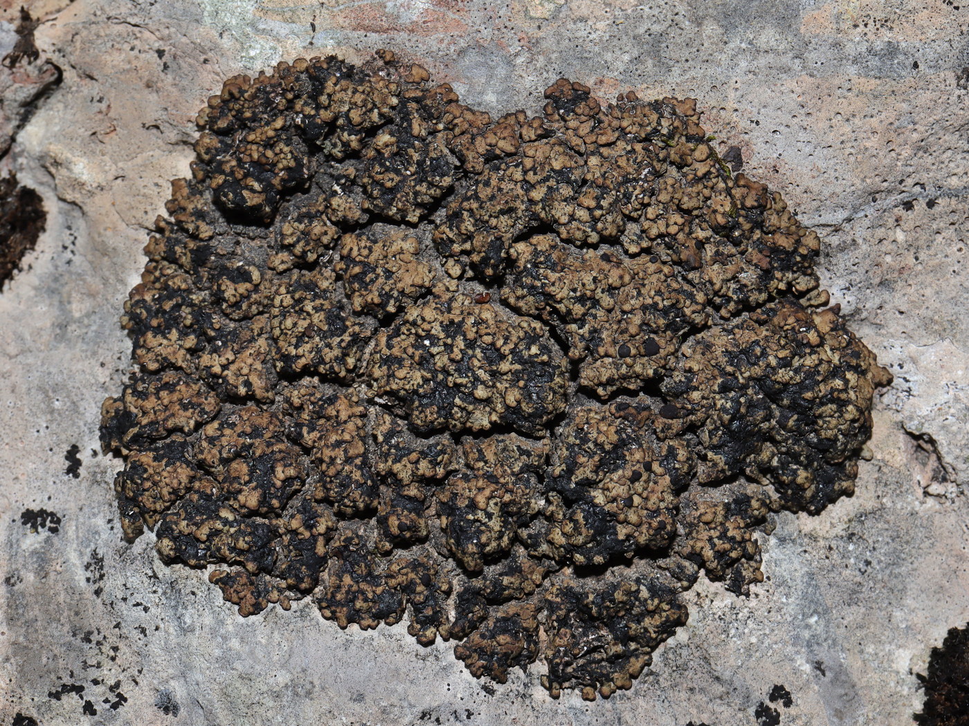 Image of Romjularia lurida specimen.