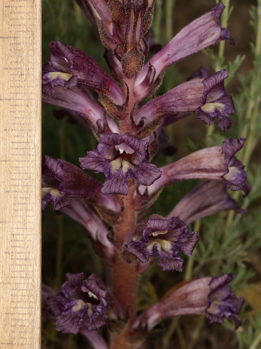 Image of Orobanche amoena specimen.