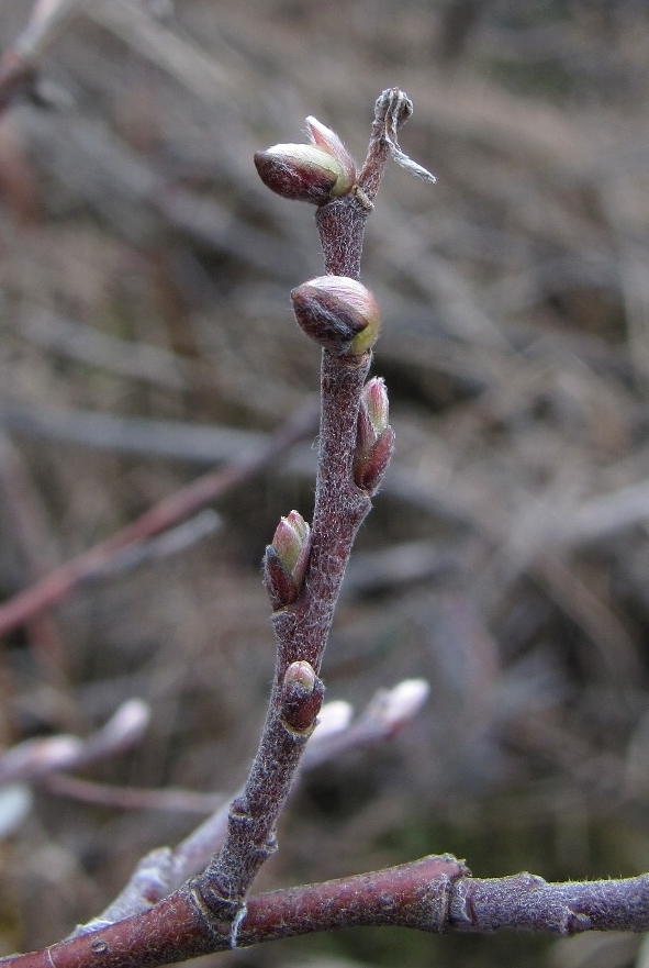 Image of Salix lapponum specimen.