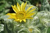 Senecio pseudoarnica. Соцветие-корзинка с кормящимися клещами(?). Приморье, о. Шкота, коса, каменистый берег моря. 27.06.2026.