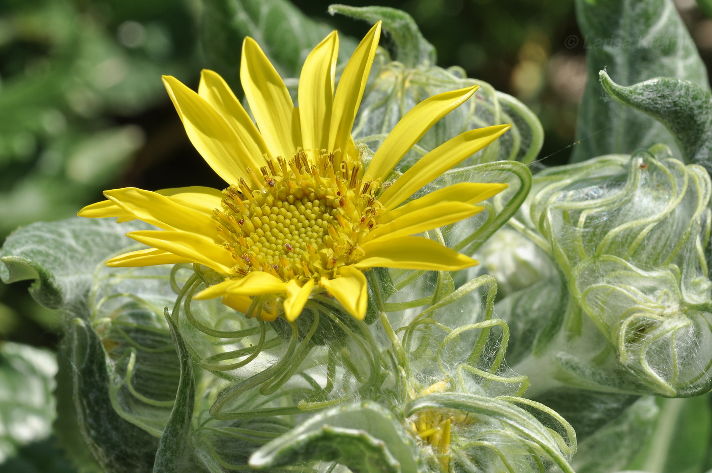 Image of Senecio pseudoarnica specimen.