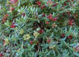Putoria calabrica