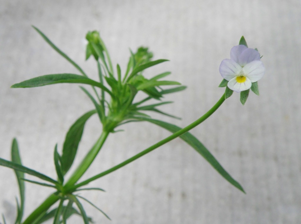 Изображение особи Viola arvensis.