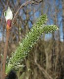 Salix cinerea