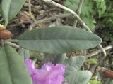 Rhododendron ponticum. Лист. Владивосток, ботанический сад-институт ДВО РАН. 18 июня 2011 г.