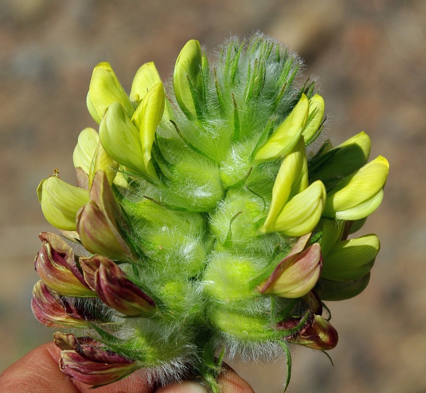 Image of Astragalus vulpinus specimen.