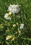 Saponaria officinalis