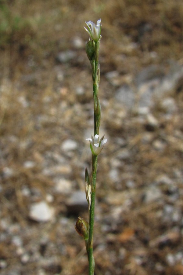 Изображение особи Bufonia parviflora.