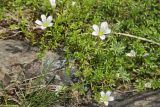 Minuartia imbricata. Цветущее растение на уступе скального обрыва. Республика Карачаево-Черкесия, Домбай, верховья ущелья р. Аманауз, 2100 м н.у.м. 06.07.2011.