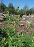 Chenopodium strictum