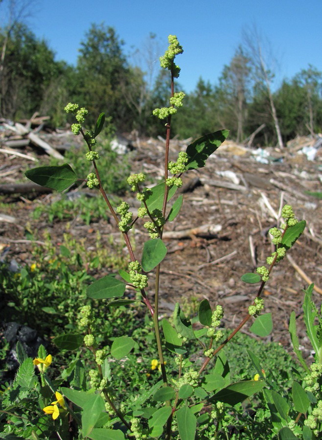 Изображение особи Chenopodium strictum.