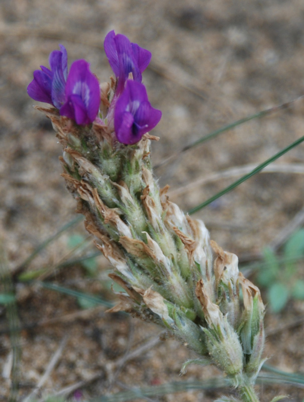 Изображение особи Oxytropis turczaninovii.