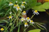Tripleurospermum inodorum. Верхушки побегов с соцветиями. Московская обл., Раменский р-н, Хрипань, дачный участок. 04.08.2008.