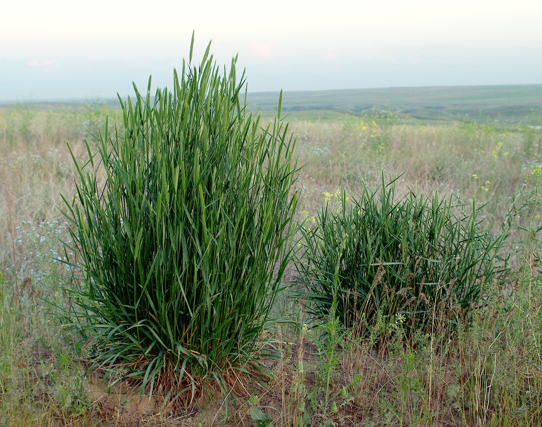 Изображение особи Agropyron desertorum.