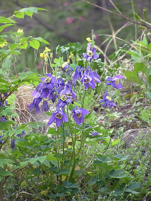 Изображение особи род Aquilegia.