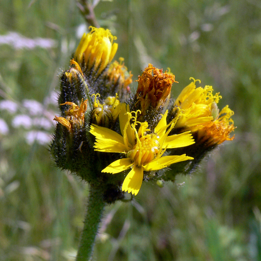 Image of genus Pilosella specimen.