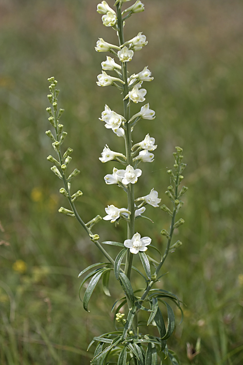 Изображение особи Delphinium pavlovii.