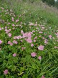 Astrantia maxima