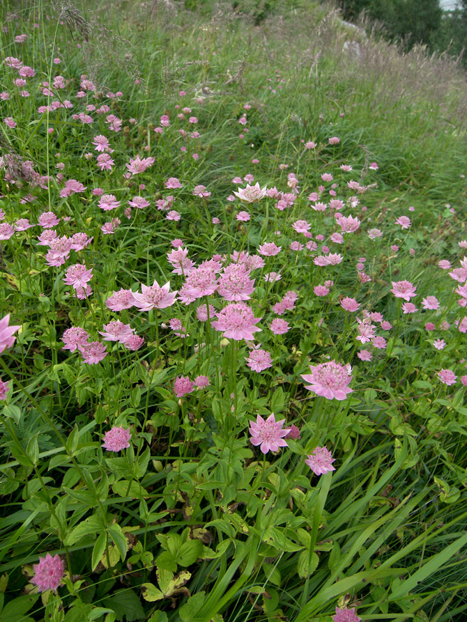 Image of Astrantia maxima specimen.