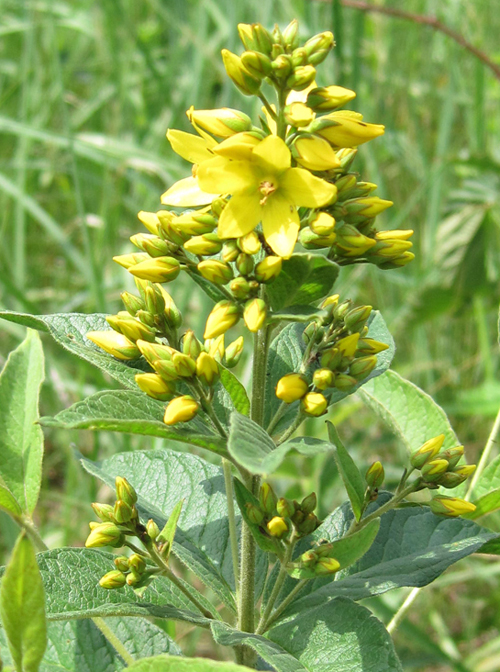 Изображение особи Lysimachia vulgaris.