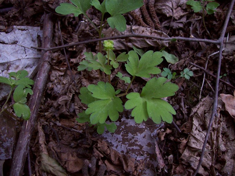 Image of Adoxa moschatellina specimen.