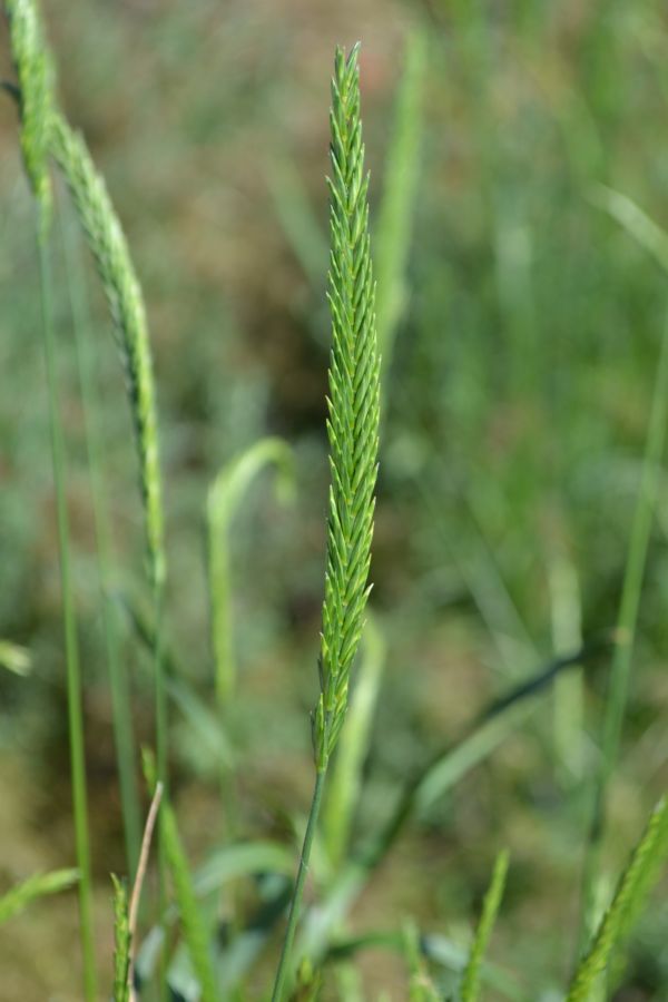 Изображение особи Psathyrostachys juncea.