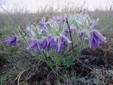 Pulsatilla turczaninovii