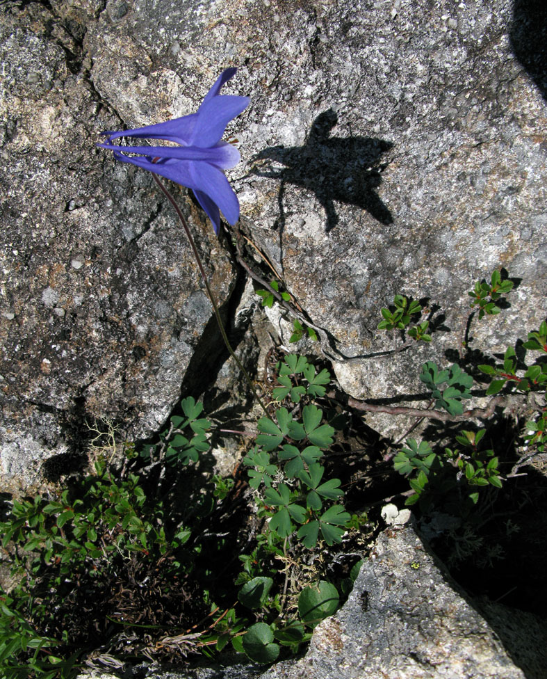 Изображение особи Aquilegia turczaninovii.