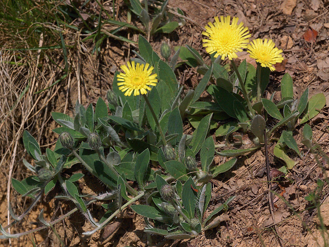 Изображение особи Pilosella officinarum.