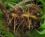 Ranunculus grandifolius