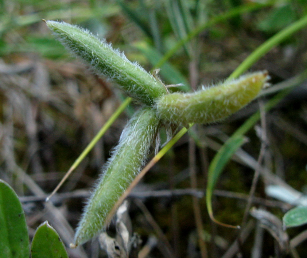 Image of Gueldenstaedtia verna specimen.