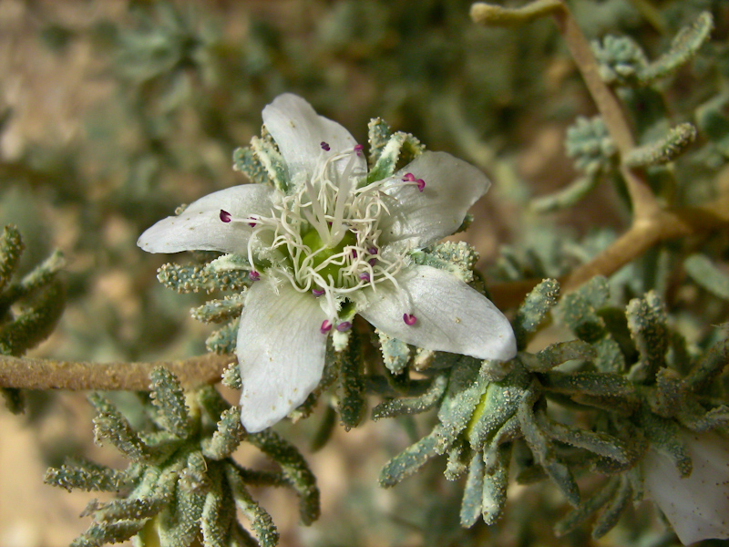 Image of Reaumuria hirtella specimen.