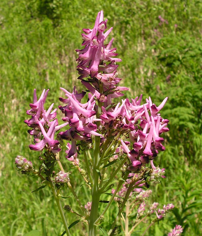 Изображение особи Corydalis multiflora.