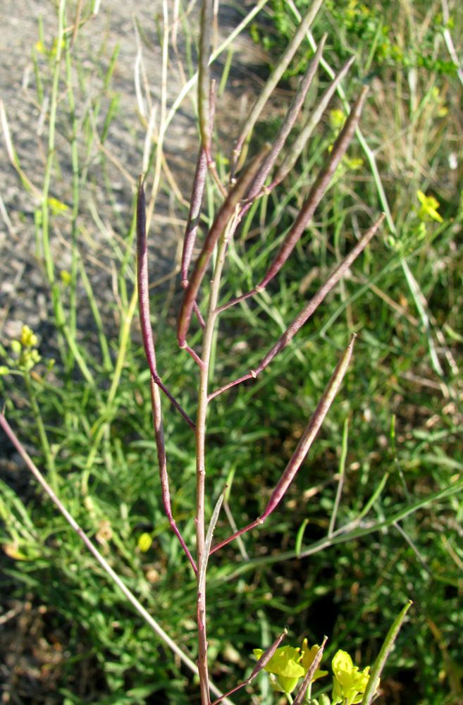 Image of Diplotaxis tenuifolia specimen.