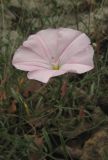 Convolvulus cantabrica. Цветок. Крым, окраины г. Ялты. 25 мая 2012 г.