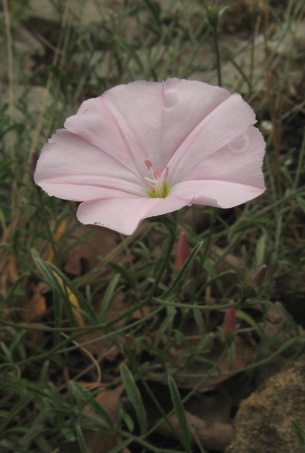 Image of Convolvulus cantabrica specimen.