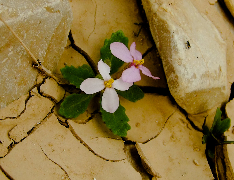 Image of Diplotaxis acris specimen.