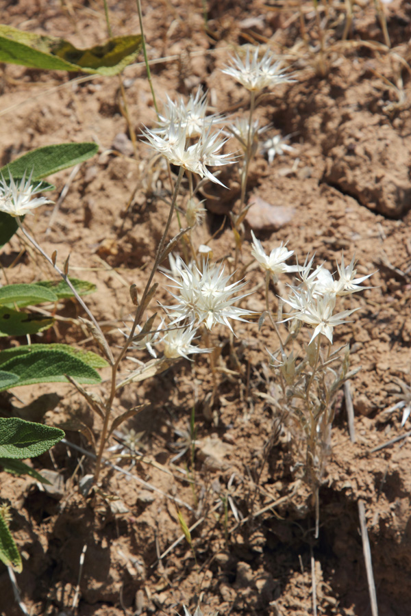Image of Chardinia orientalis specimen.