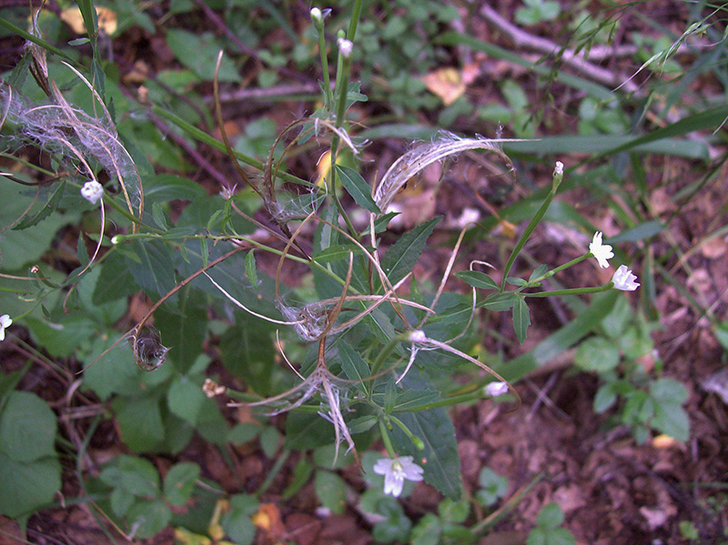 Image of Epilobium adenocaulon specimen.