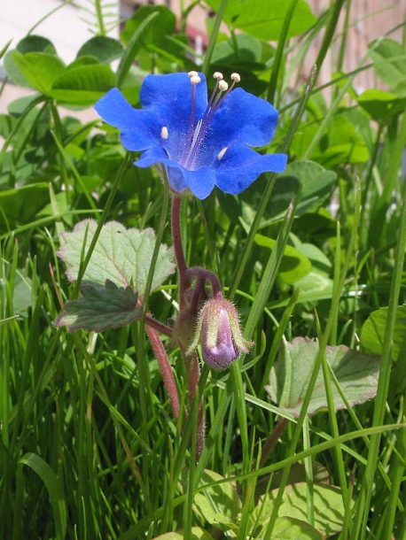 Image of Phacelia campanularia specimen.